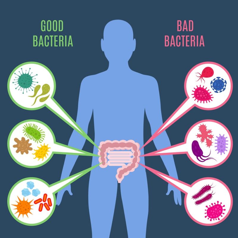 trávicí soustava s dobrými a špatnými bakteriemi