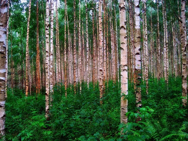 les plný bříz