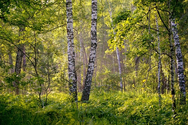 dva stromy bříza v lese