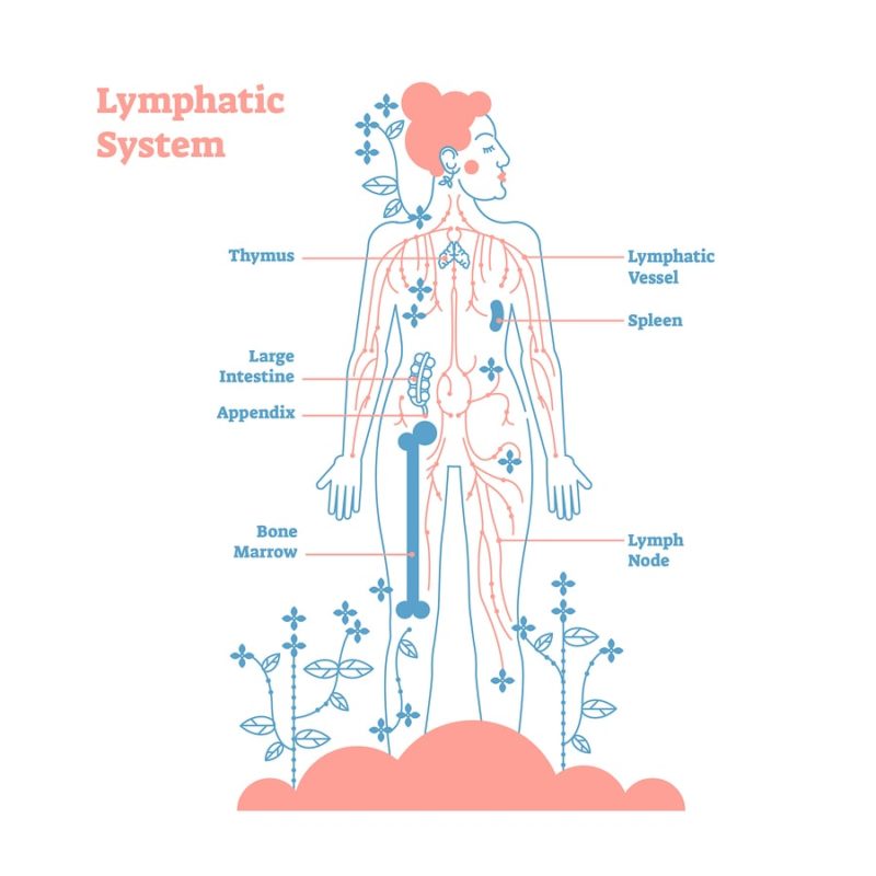 znázornění složení lymfatického systému